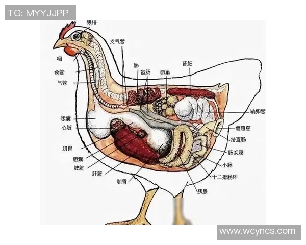 足球鸡的起源与发展探秘哪个国家最先发明了这种美味佳肴